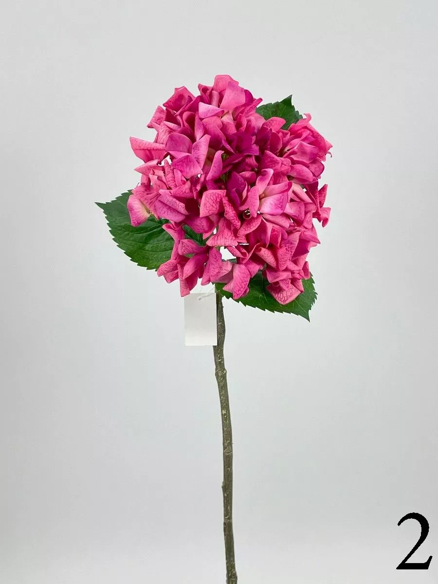 Гортензия PIO-107  Интернет-магазин Feron Flower 