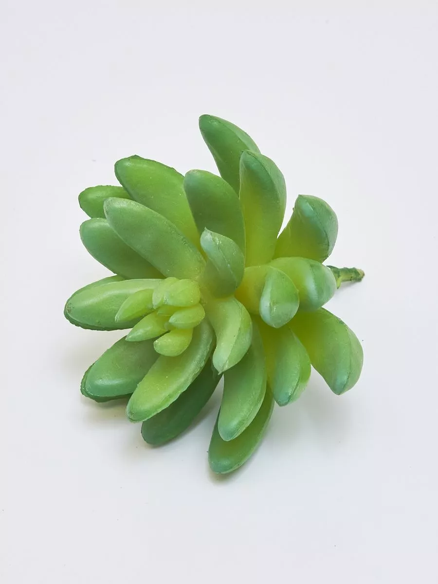 Суккулент YD236  Интернет-магазин Feron Flower 