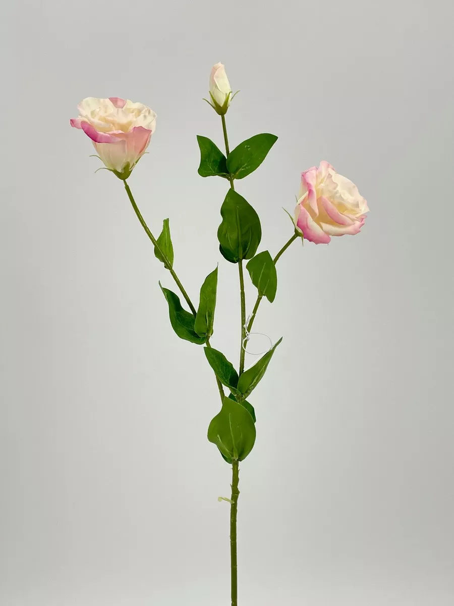 Эустома REN-203 нежно-розовый  Интернет-магазин Feron Flower 