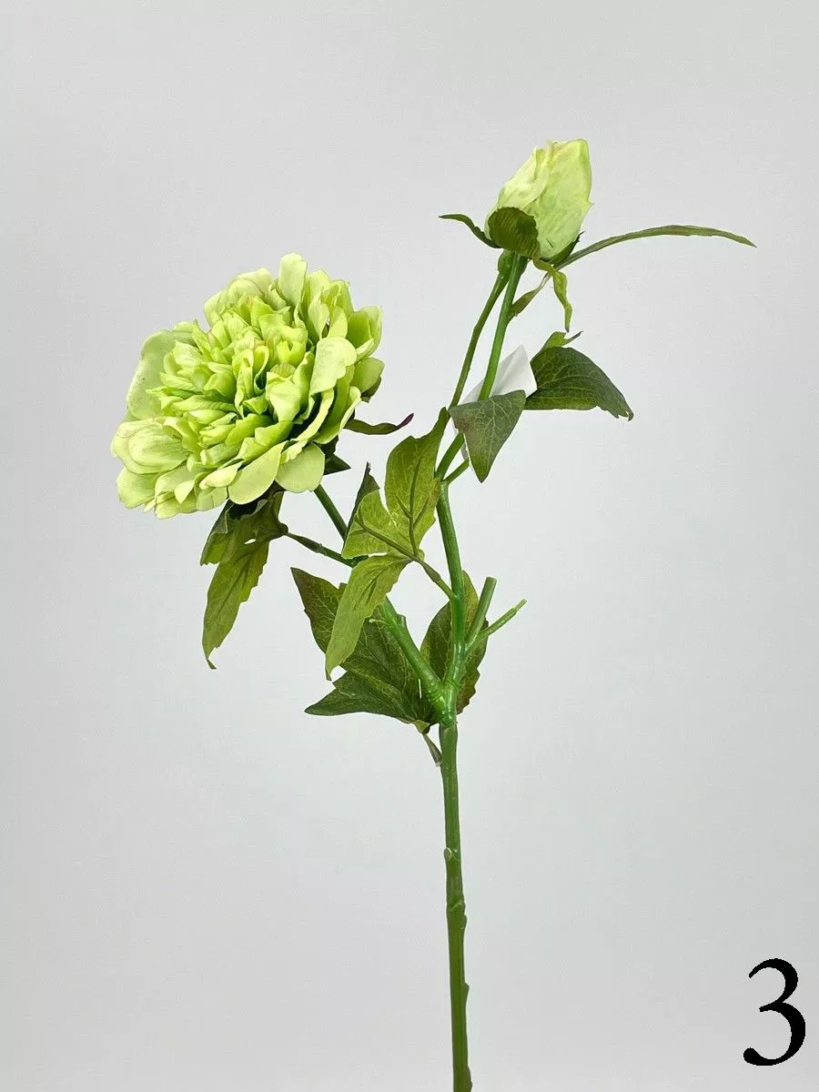 Пион PIO-111  Интернет-магазин Feron Flower 