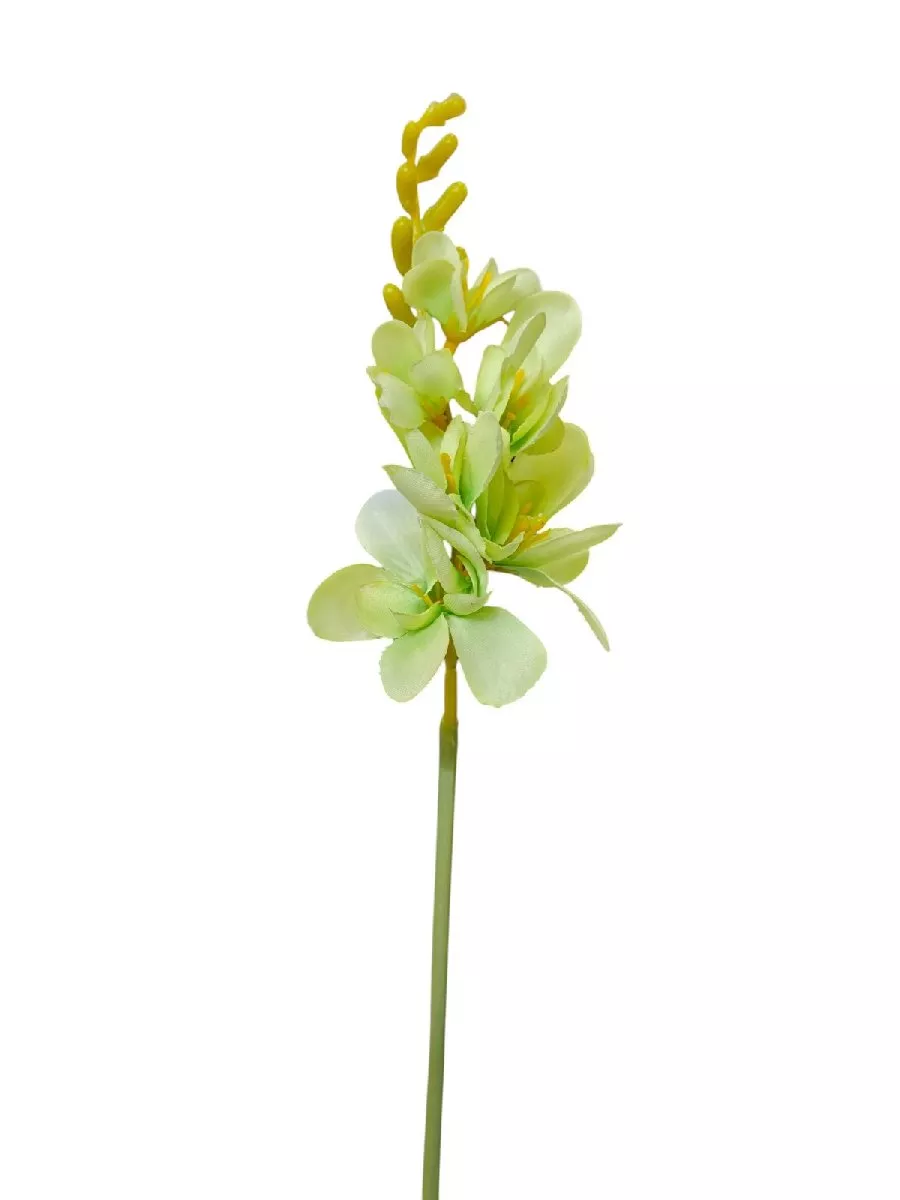 Фрезия JM014  Интернет-магазин Feron Flower 