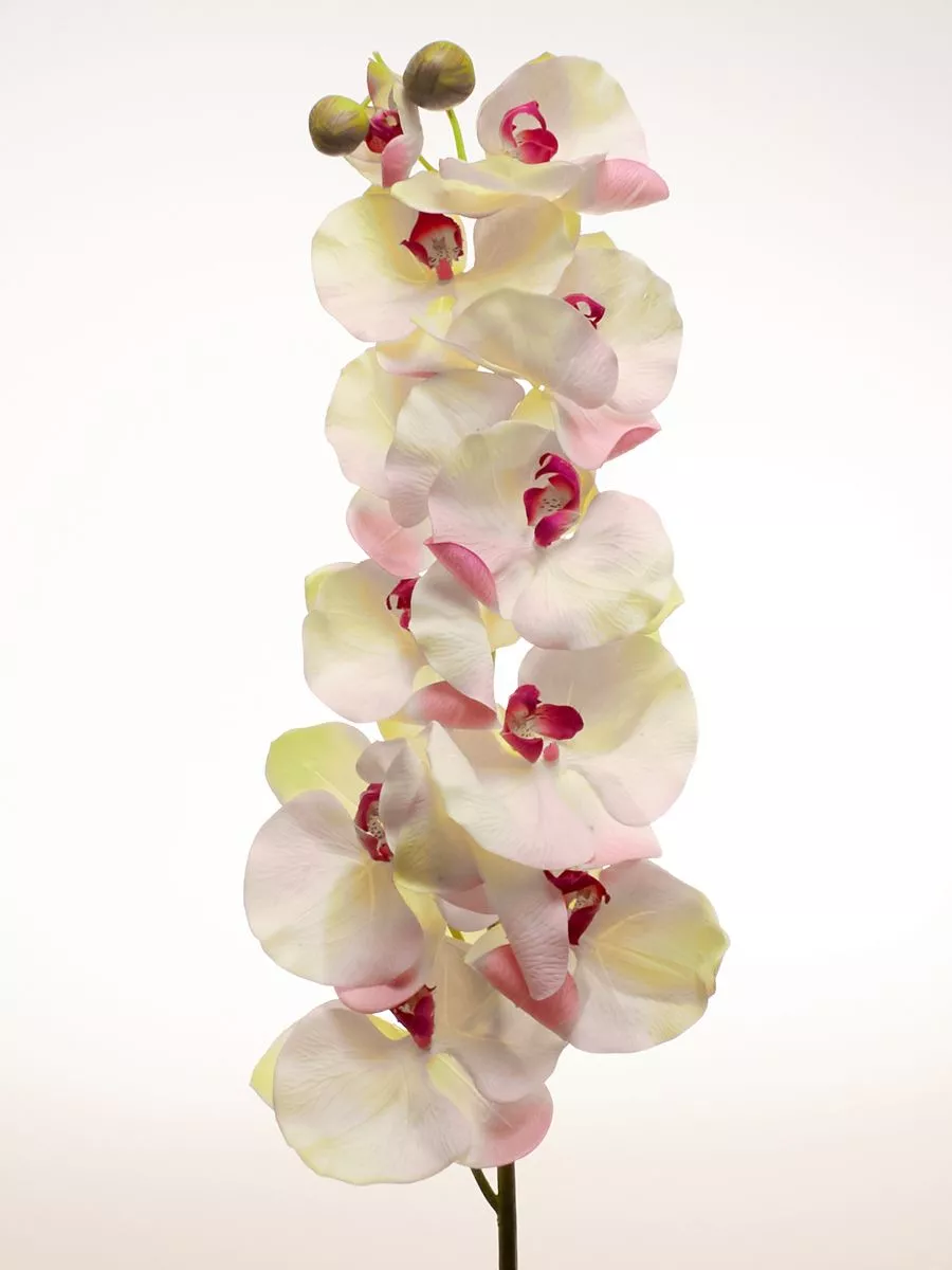 Орхидея SUN343-P  Интернет-магазин Feron Flower 
