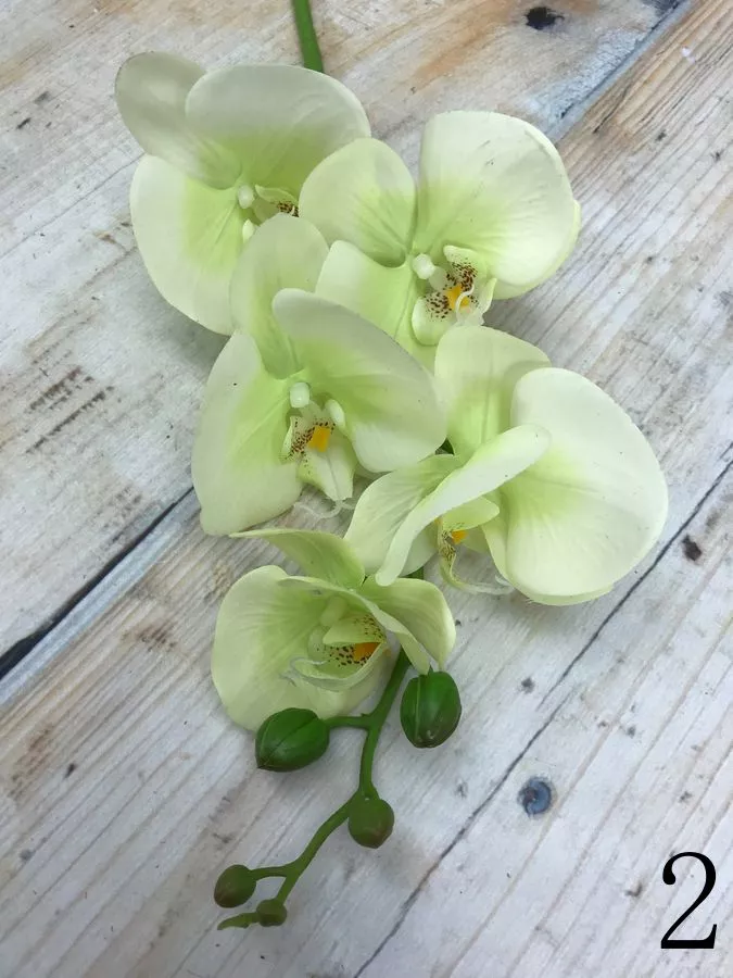 Орхидея KLM1034  Интернет-магазин Feron Flower 