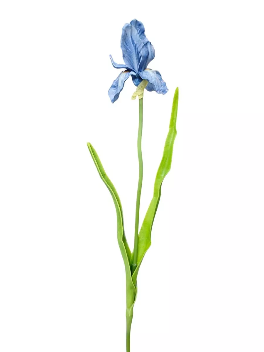 Ирис REN-201 синий   Интернет-магазин Feron Flower 