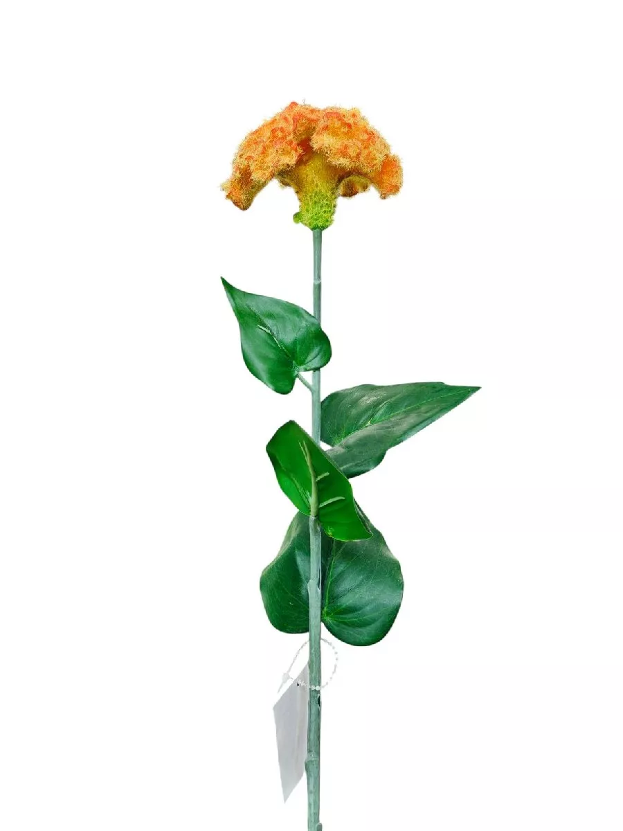 Целозия K03956  Интернет-магазин Feron Flower 
