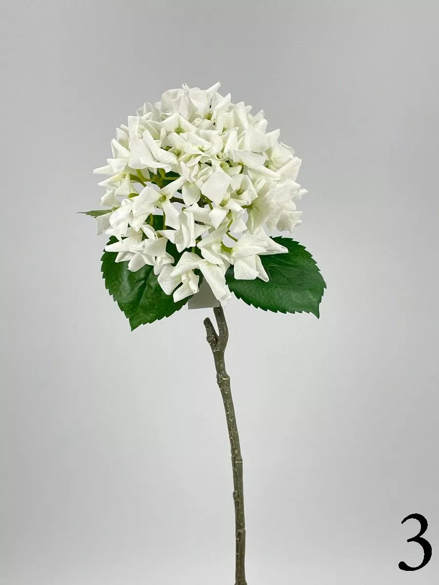 Гортензия PIO-107  Интернет-магазин Feron Flower 