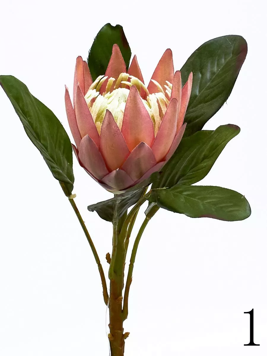 Протея K04005  Интернет-магазин Feron Flower 