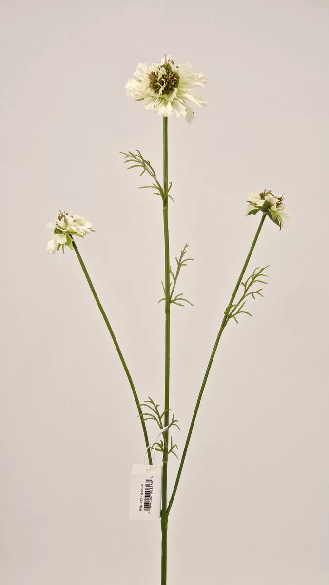 Скабиоза REN-235 белый   Интернет-магазин Feron Flower 