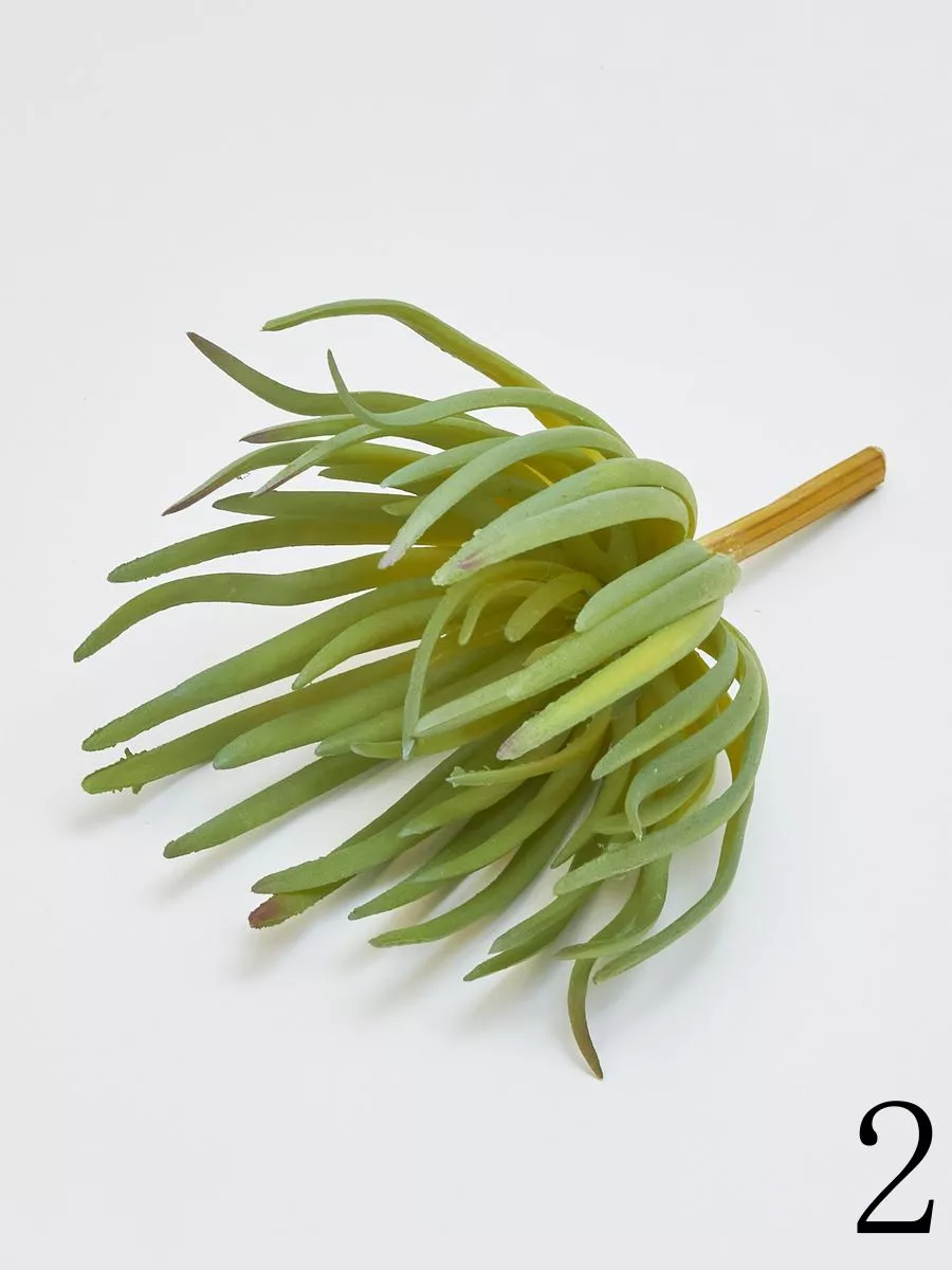 Суккулент YD206  Интернет-магазин Feron Flower 