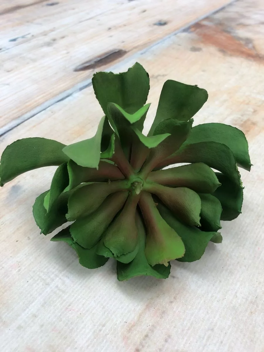 Суккулент 9KL6389  Интернет-магазин Feron Flower 