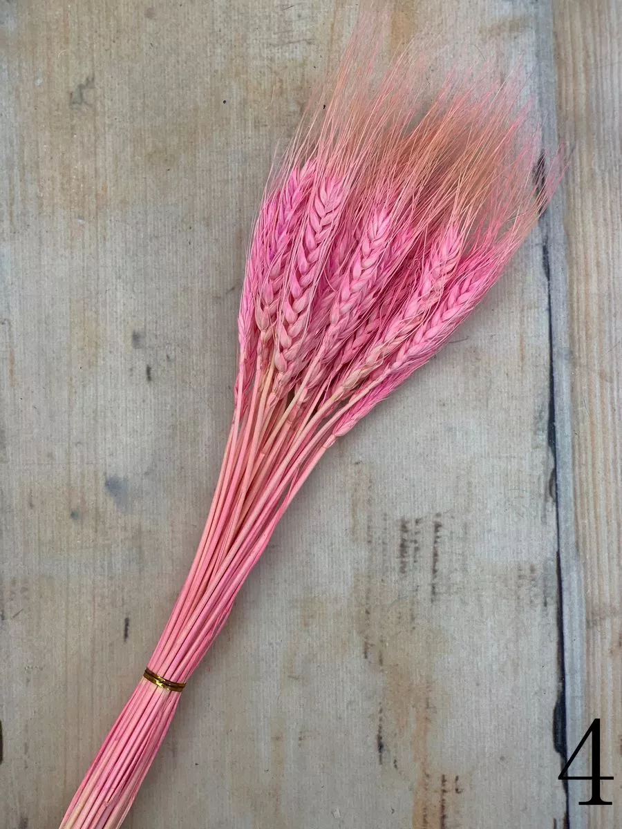 Пшеница 30 веток  Интернет-магазин Feron Flower 