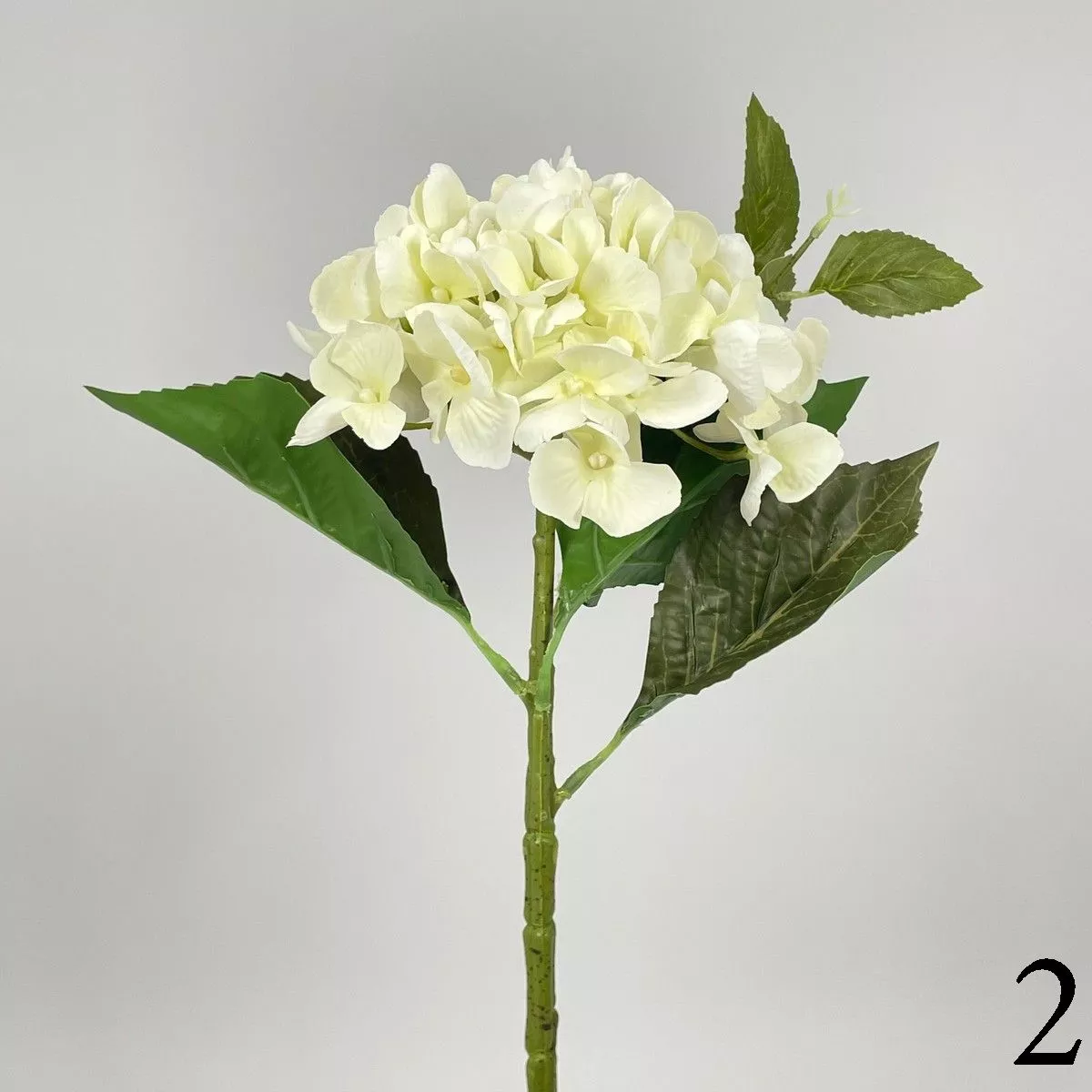 Гортензия MST015  Интернет-магазин Feron Flower 