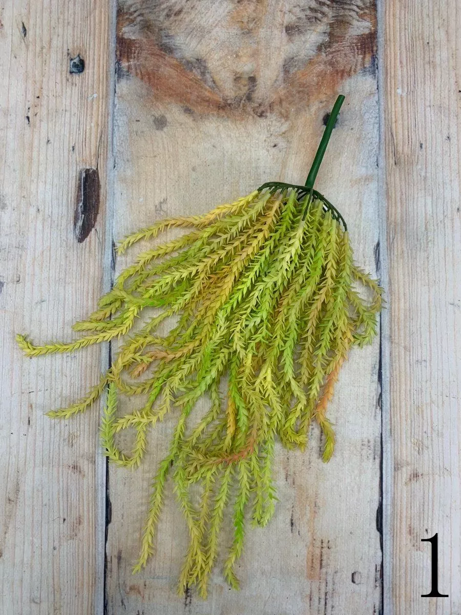 Суккулент 188CAN1859  Интернет-магазин Feron Flower 