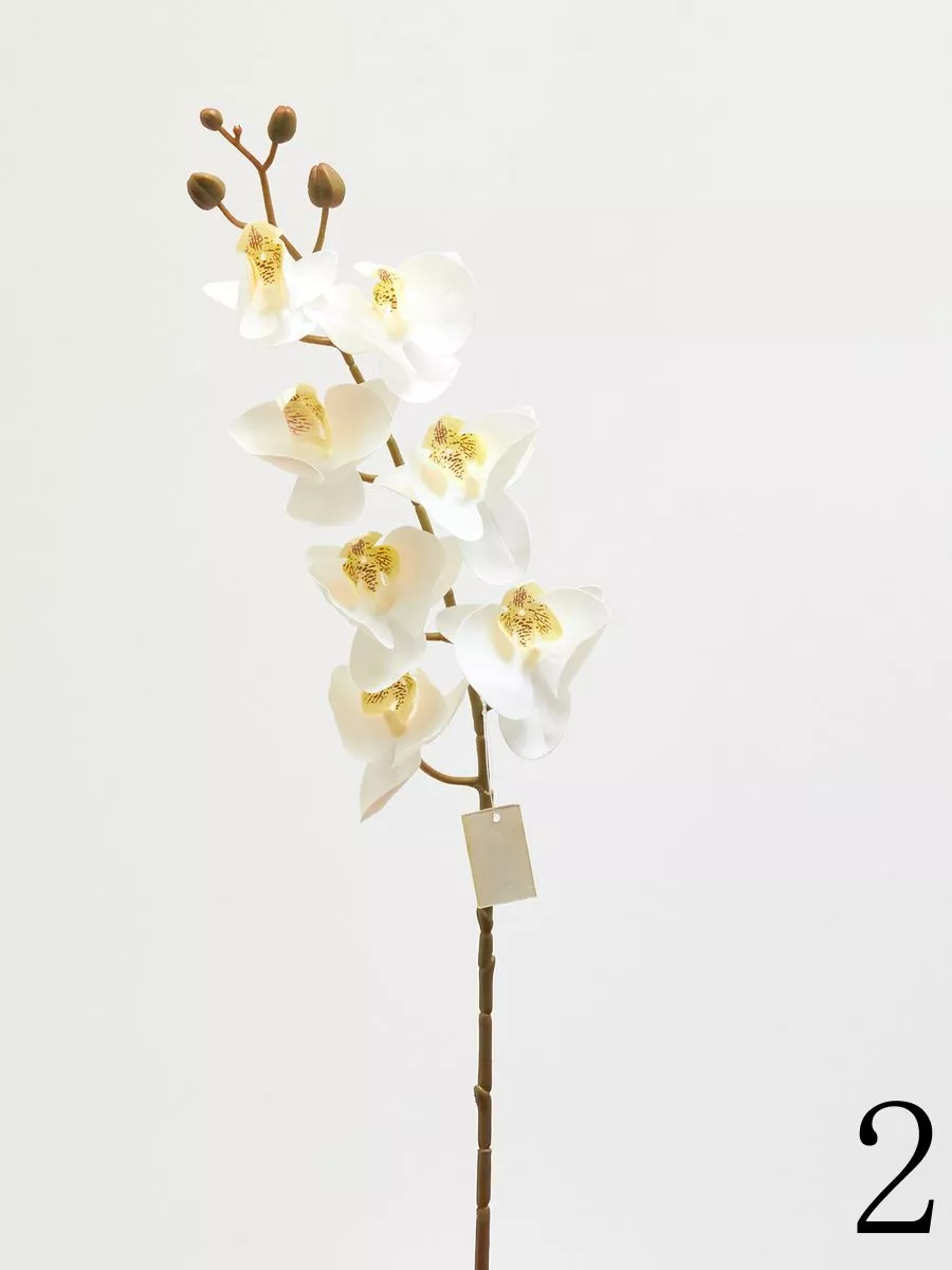 Орхидея 210157  Интернет-магазин Feron Flower 