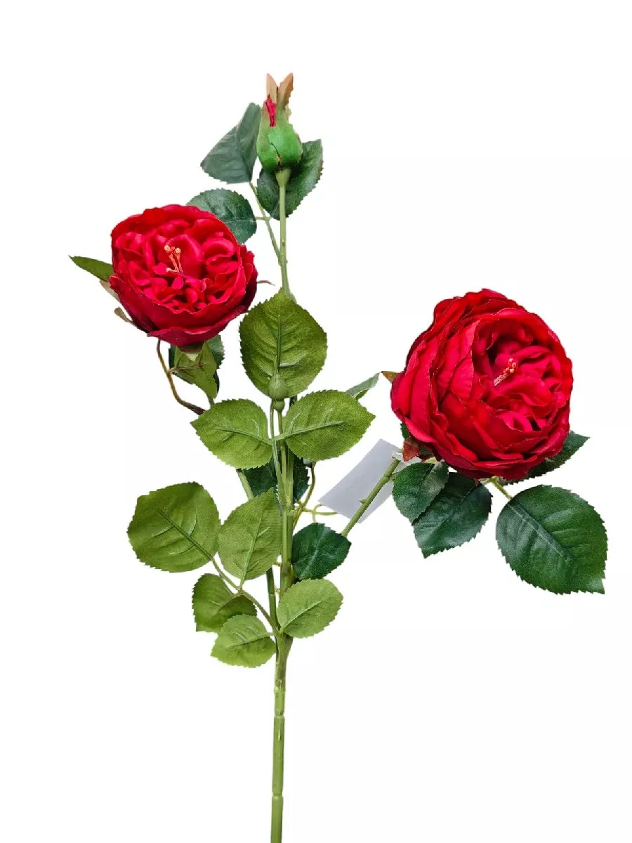 Шиповник FL-QH147  Интернет-магазин Feron Flower 