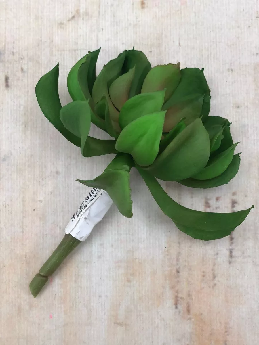 Суккулент 9KL6389  Интернет-магазин Feron Flower 
