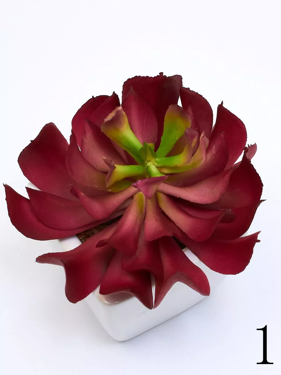 Суккулент ART17771  Интернет-магазин Feron Flower 