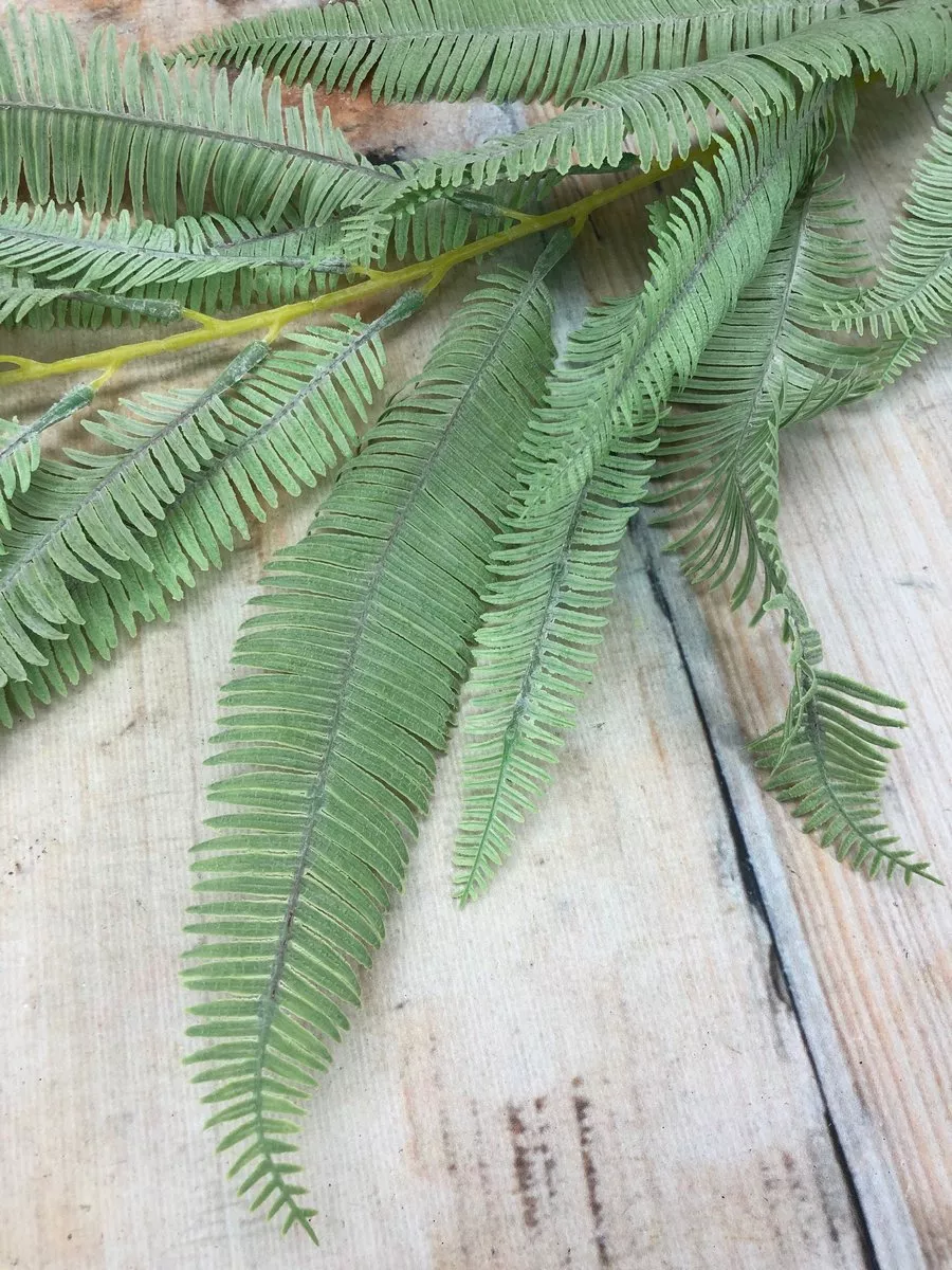 Папоротник PUK1002  Интернет-магазин Feron Flower 