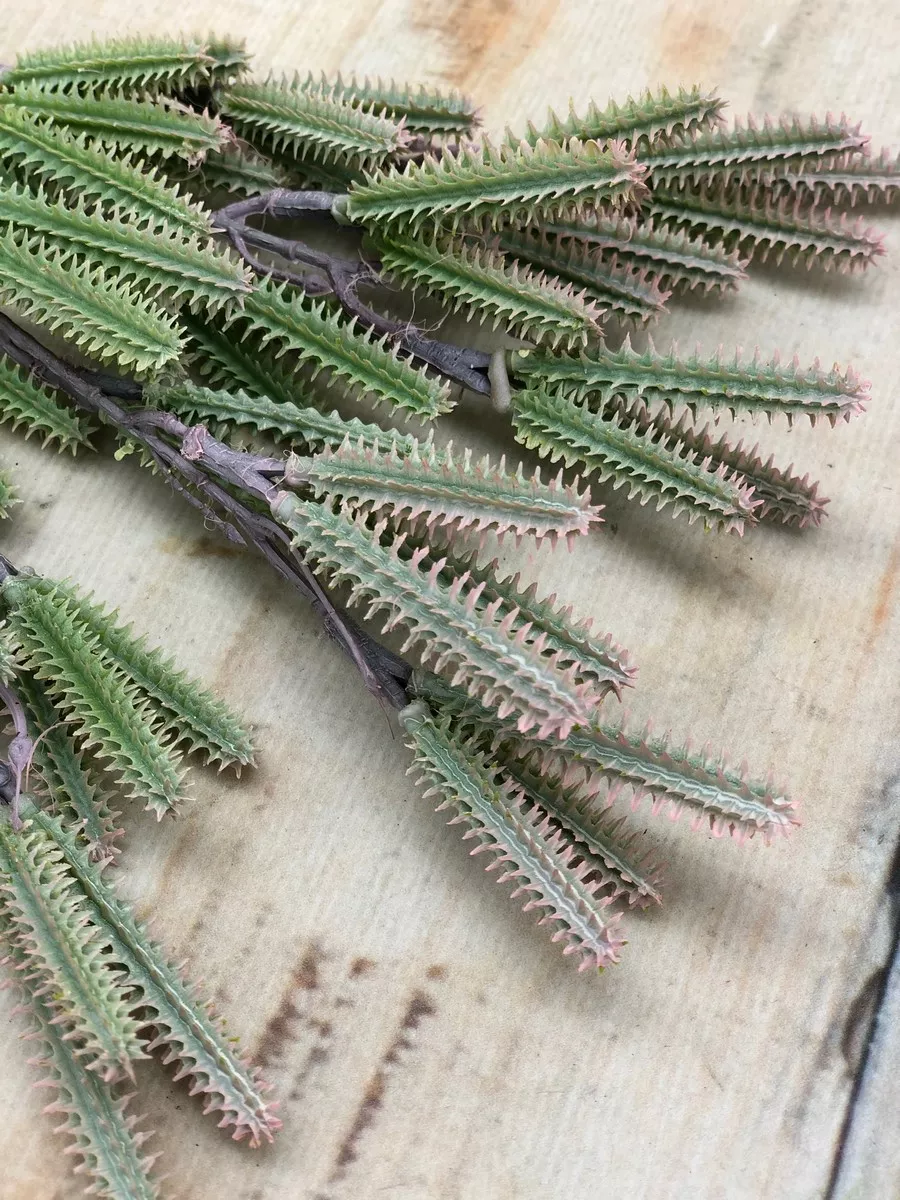 Букет зелени 9KW7926  Интернет-магазин Feron Flower 