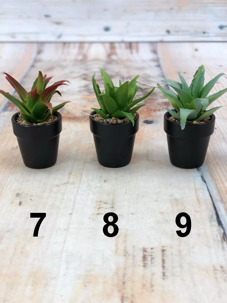 Суккулент в горш. ART16984  Интернет-магазин Feron Flower 