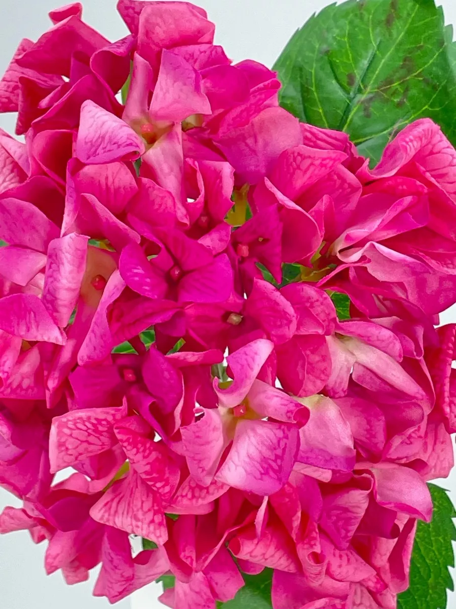 Гортензия PIO-107  Интернет-магазин Feron Flower 