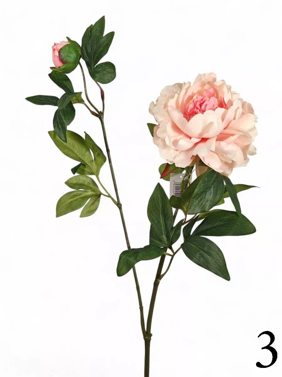 Пион FL-QH036  Интернет-магазин Feron Flower 