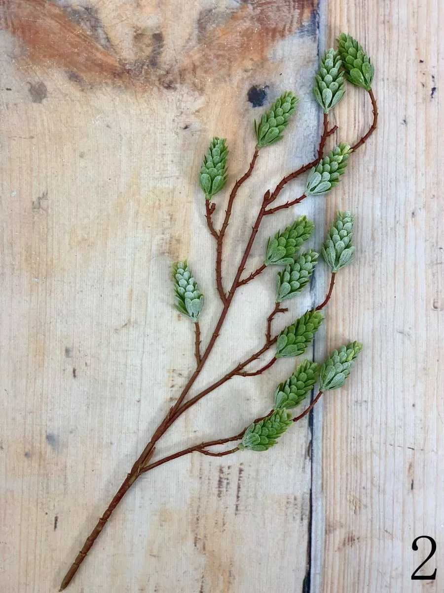 Хмель ART11280  Интернет-магазин Feron Flower 