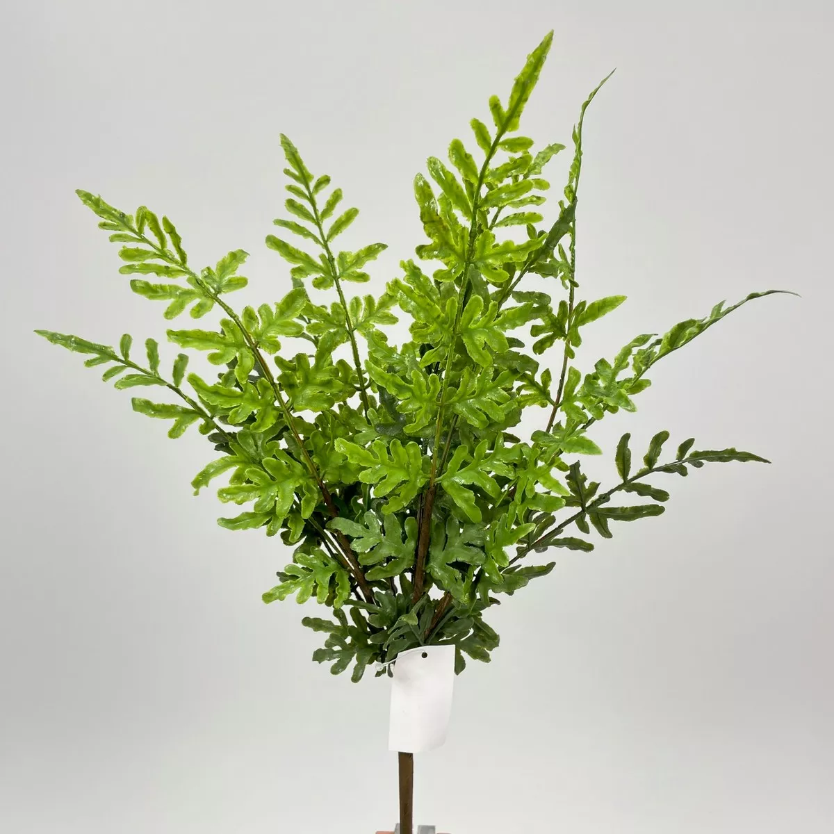 Папоротник QYBS2331-15  Интернет-магазин Feron Flower 