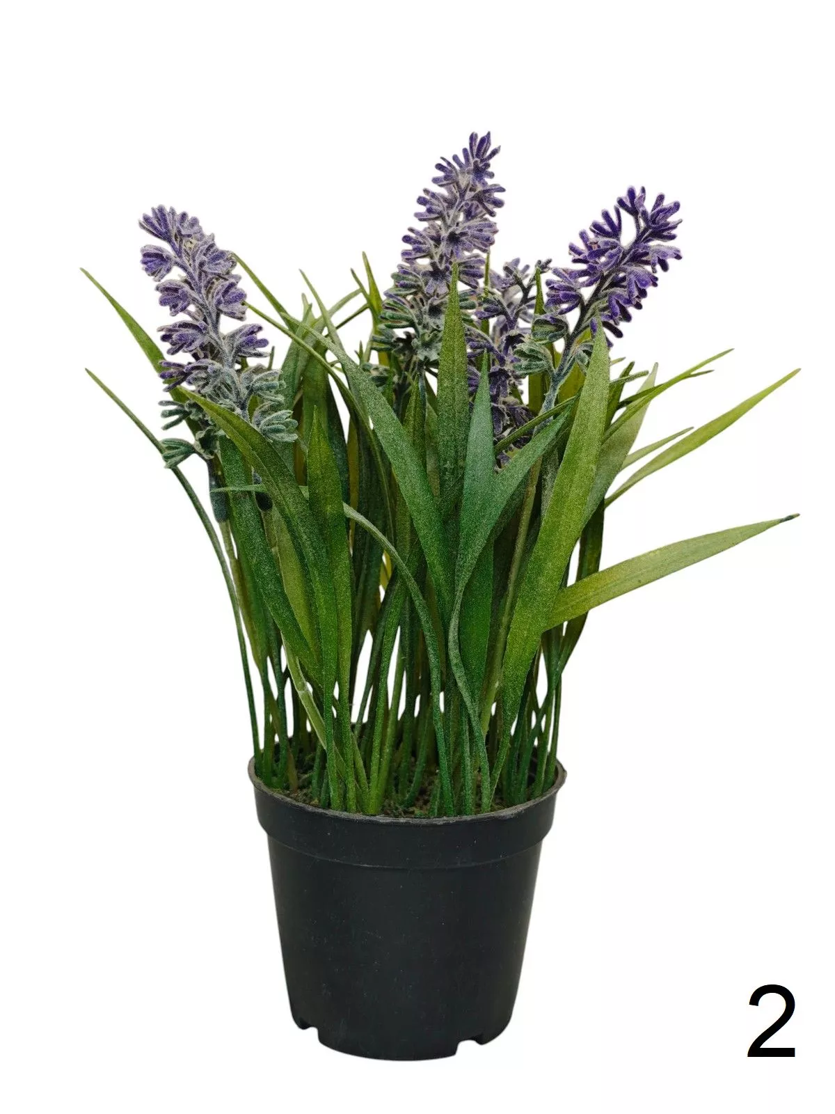Лаванда в горшке 102257  Интернет-магазин Feron Flower 