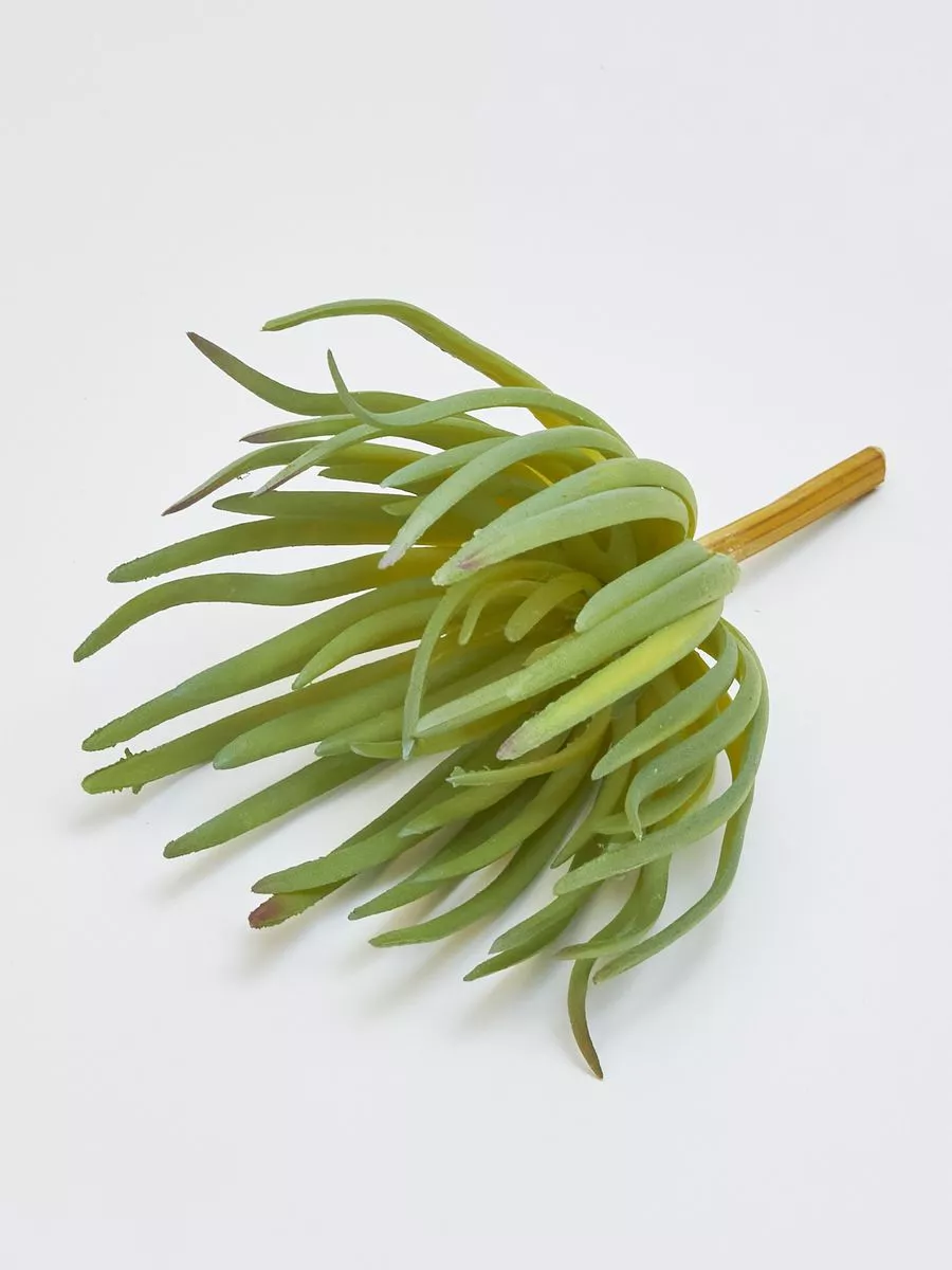 Суккулент YD206  Интернет-магазин Feron Flower 