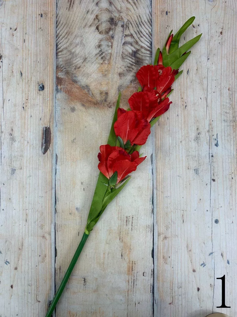 Гладиолус K339  Интернет-магазин Feron Flower 