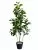 Фикус 9259-1336  Интернет-магазин Feron Flower 