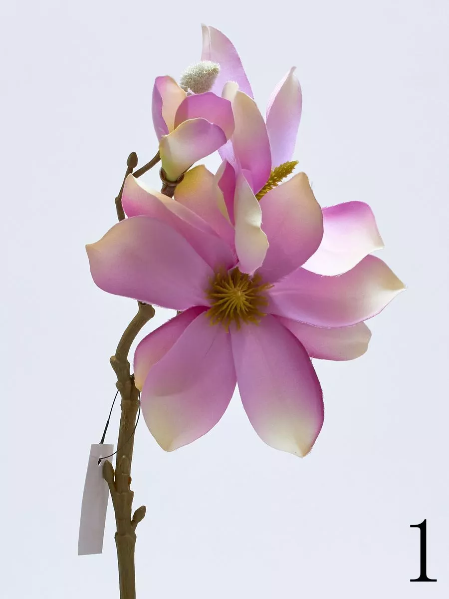 Магнолия SUN488  Интернет-магазин Feron Flower 