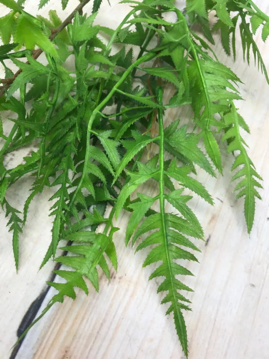 Папоротник AA017  Интернет-магазин Feron Flower 