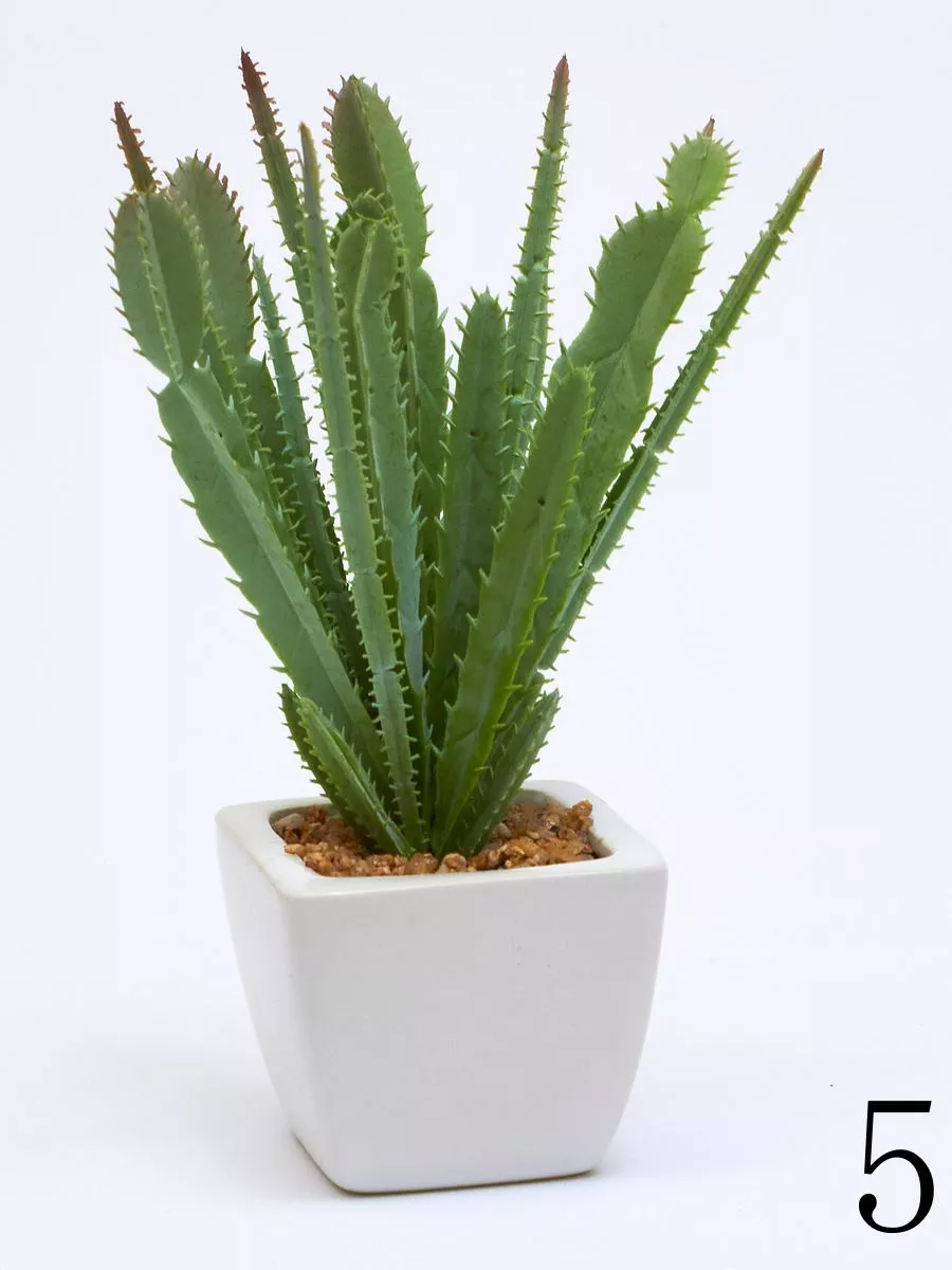 Суккулент ART17769  Интернет-магазин Feron Flower 