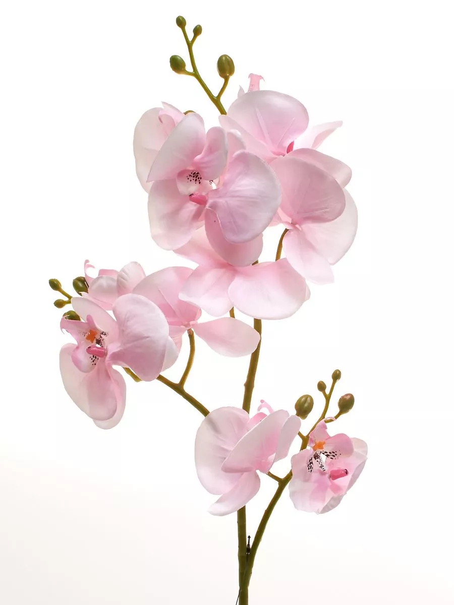 Орхидея SUN008  Интернет-магазин Feron Flower 