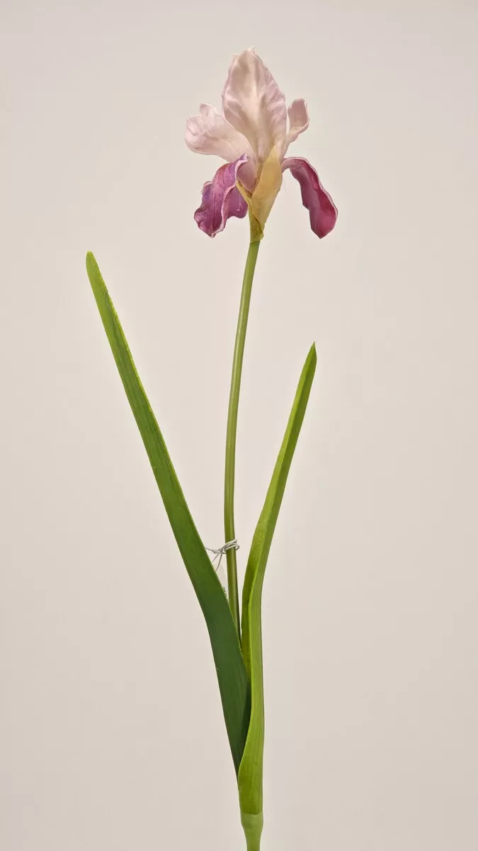 Ирис REN-201 сиреневый   Интернет-магазин Feron Flower 