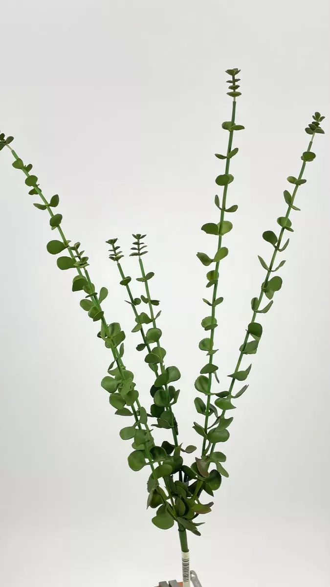 Эвкалипт XA745-4  Интернет-магазин Feron Flower 