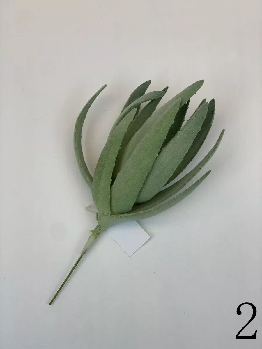 Суккулент YD225  Интернет-магазин Feron Flower 