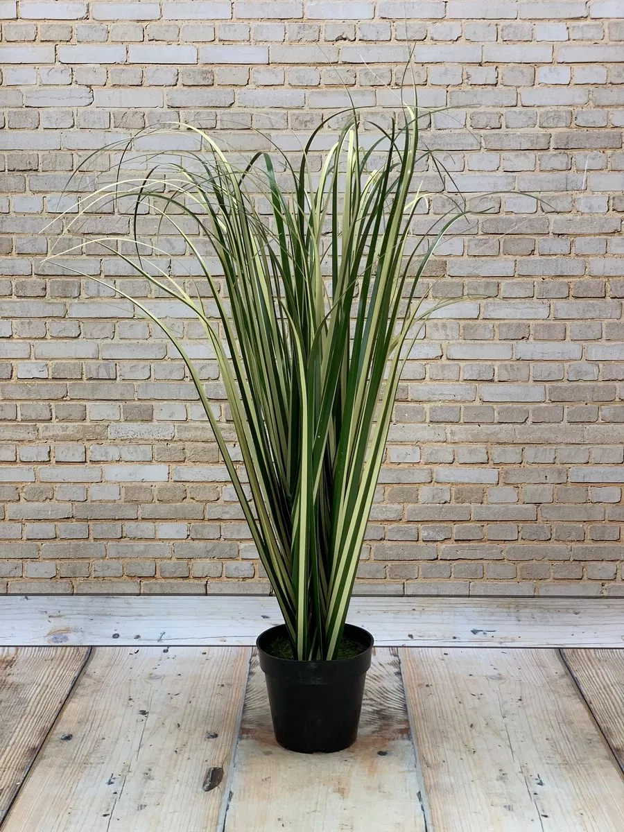 Осока в горш. AN97054  Интернет-магазин Feron Flower 