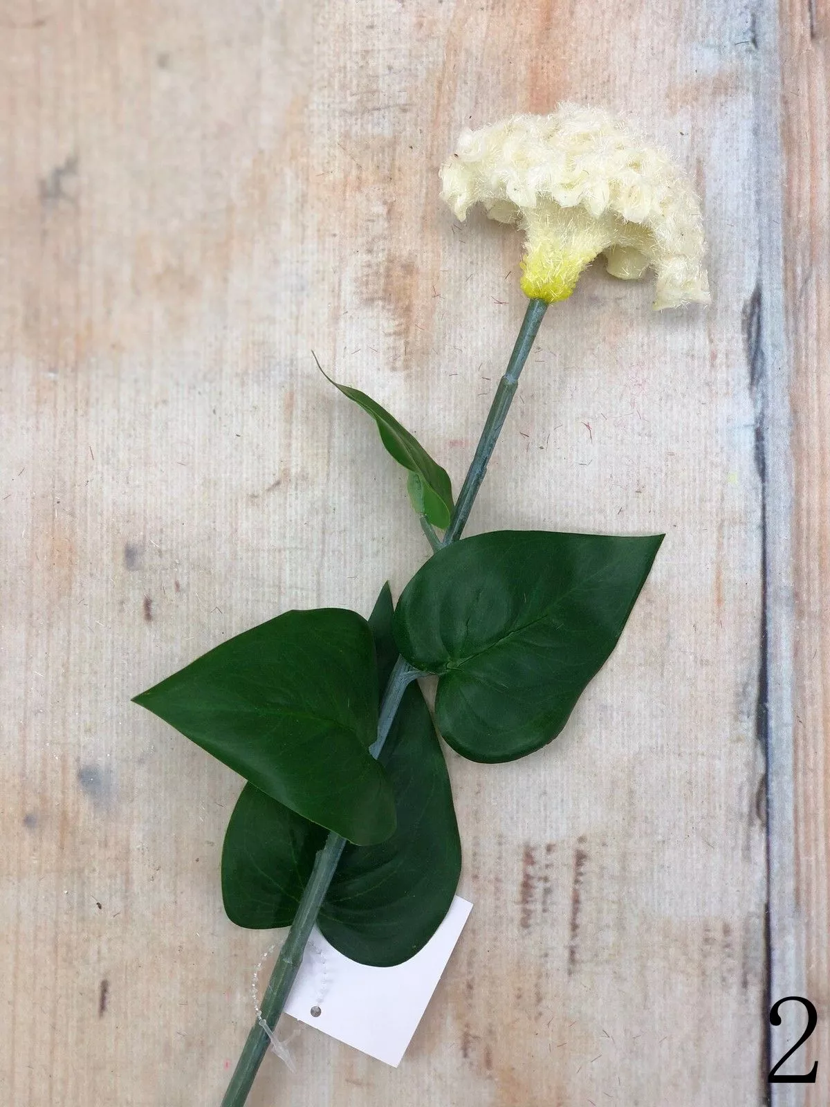 Целозия K03956  Интернет-магазин Feron Flower 