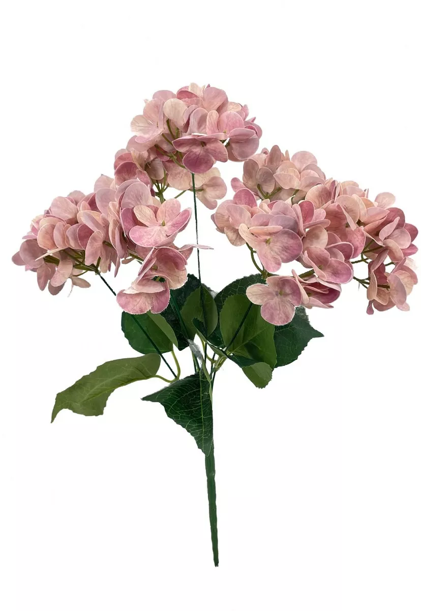Гортензия бук TJYL013  Интернет-магазин Feron Flower 