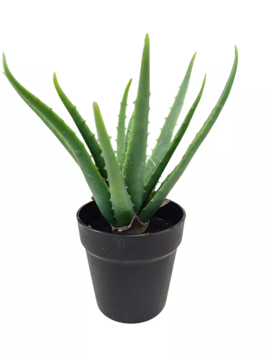 Алое в кашпо 9144-24  Интернет-магазин Feron Flower 