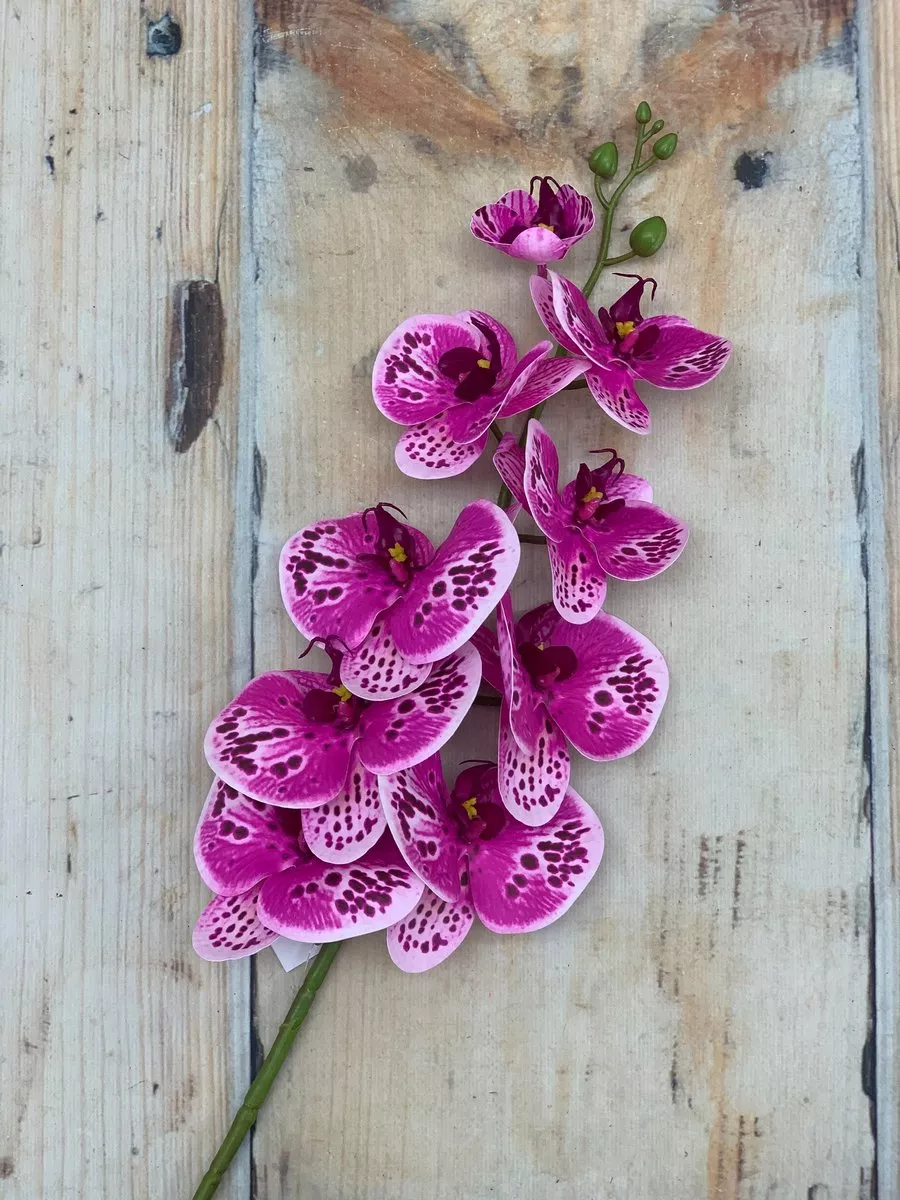 Орхидея K03968  Интернет-магазин Feron Flower 