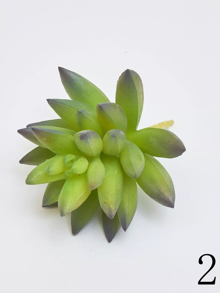 Суккулент YD237  Интернет-магазин Feron Flower 