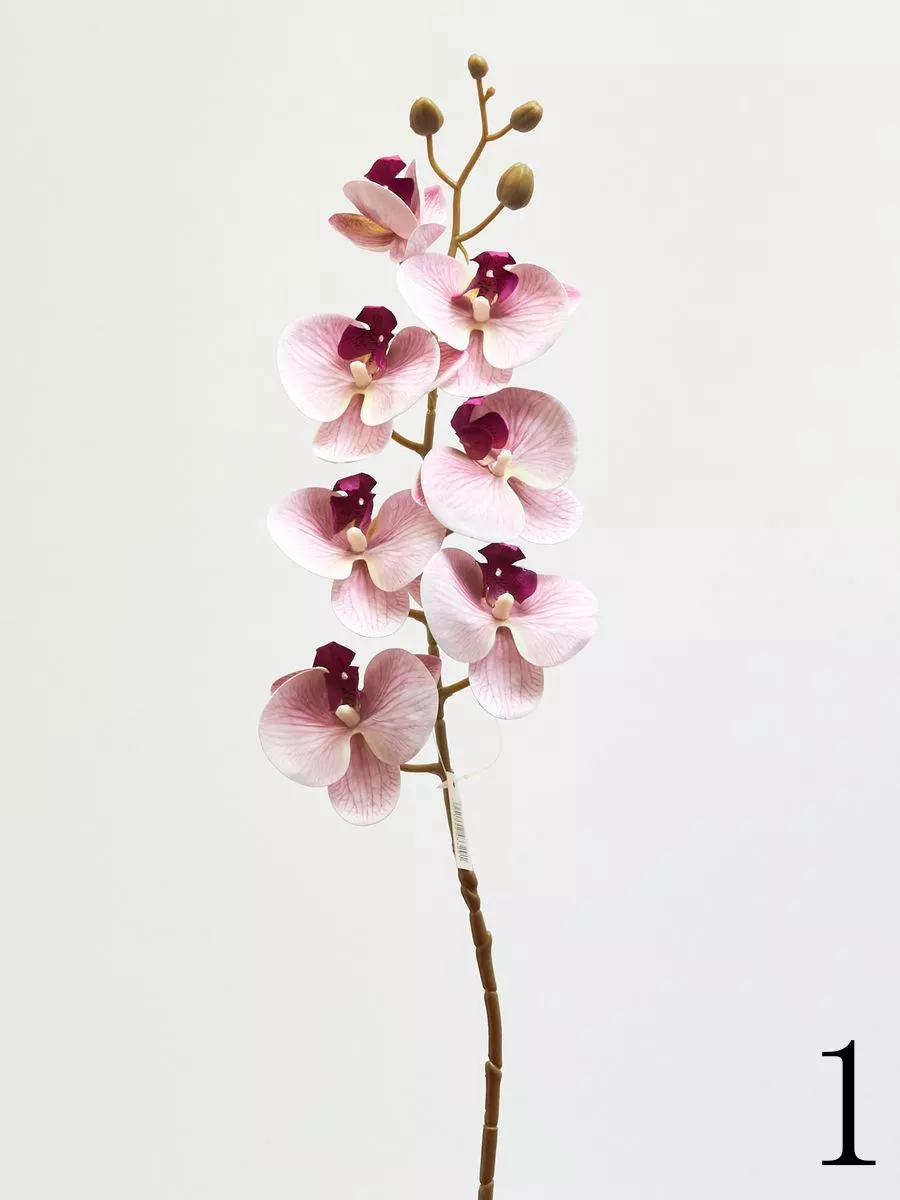 Орхидея 210157  Интернет-магазин Feron Flower 