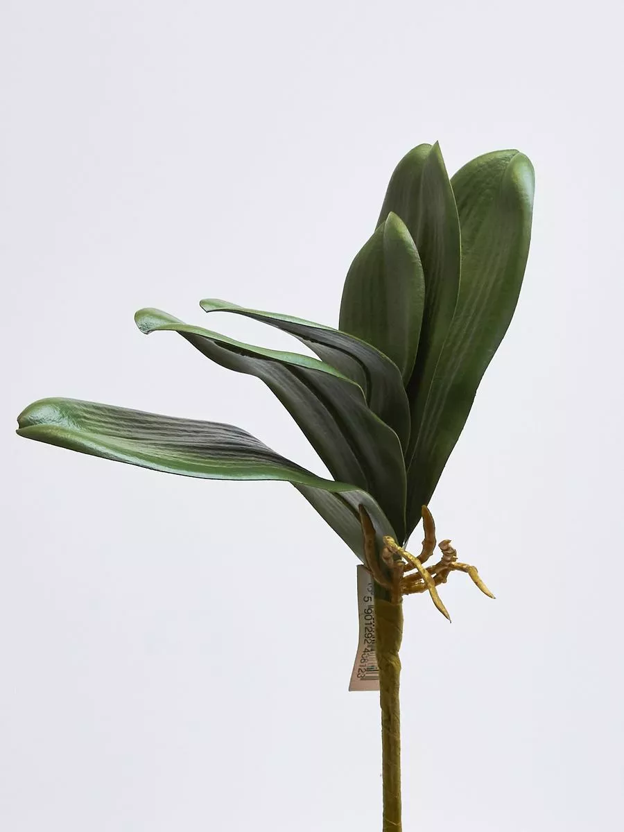 Лист орхидеи 50280  Интернет-магазин Feron Flower 