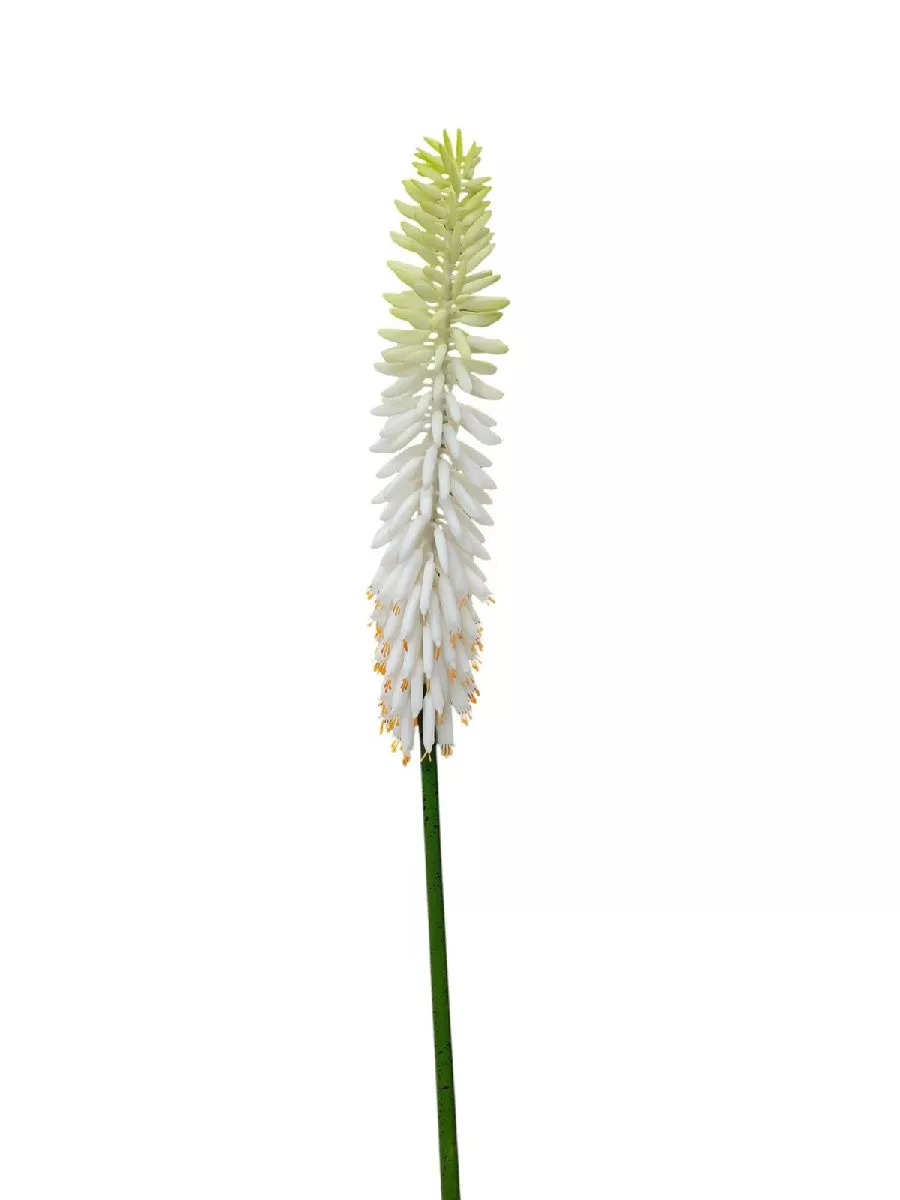 Цветок Алоэ REN-253  Интернет-магазин Feron Flower 