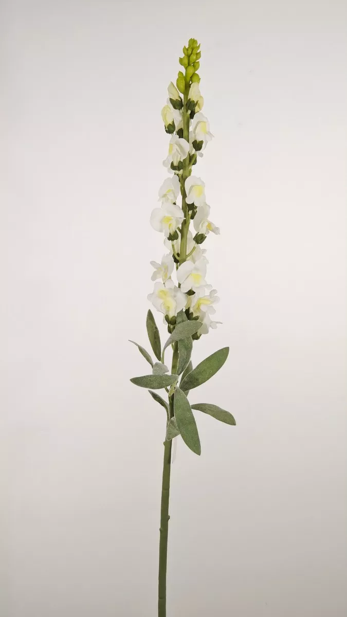 Львинный зев REN-237 белый   Интернет-магазин Feron Flower 