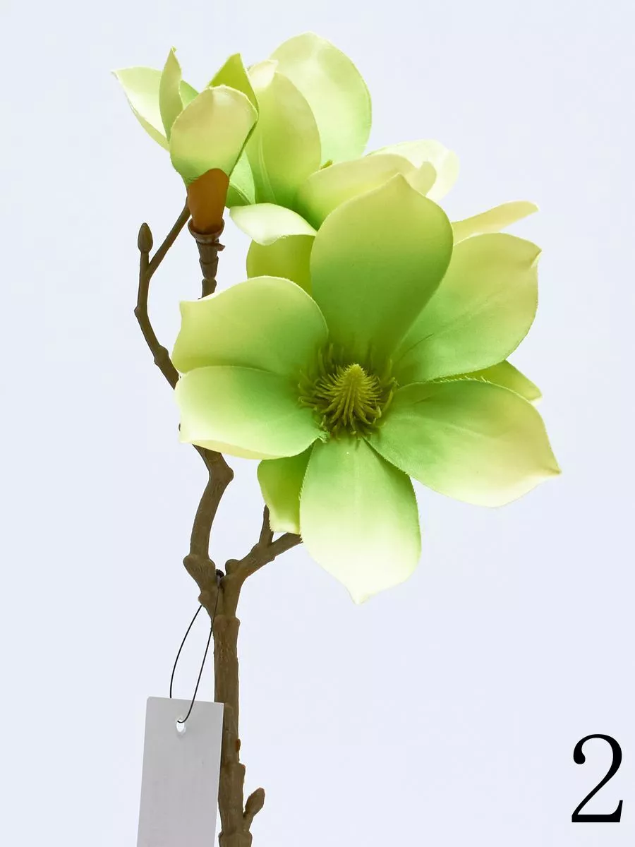 Магнолия SUN488  Интернет-магазин Feron Flower 